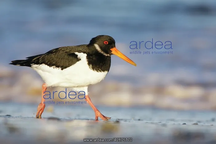 : Eurasian Oystercatcher - Running along the seashore : Eurasian Oystercatcher - Running along the seashore