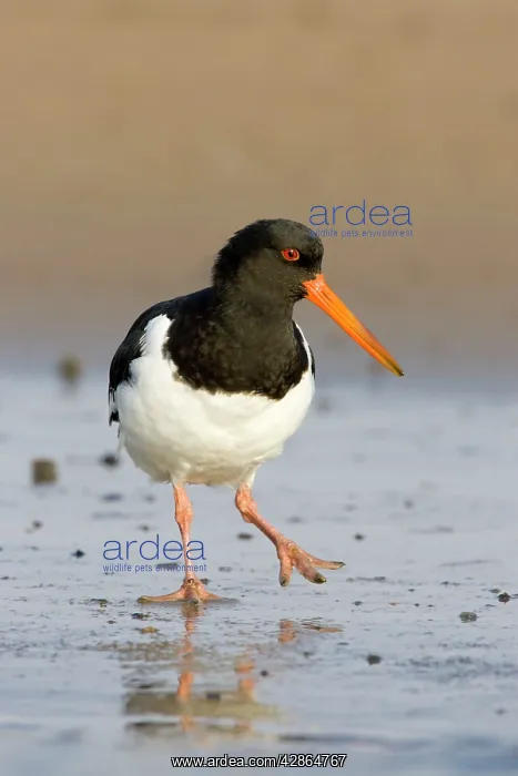 : (Eurasian) Oystercatcher - On sandy beach : (Eurasian) Oystercatcher - On sandy beach