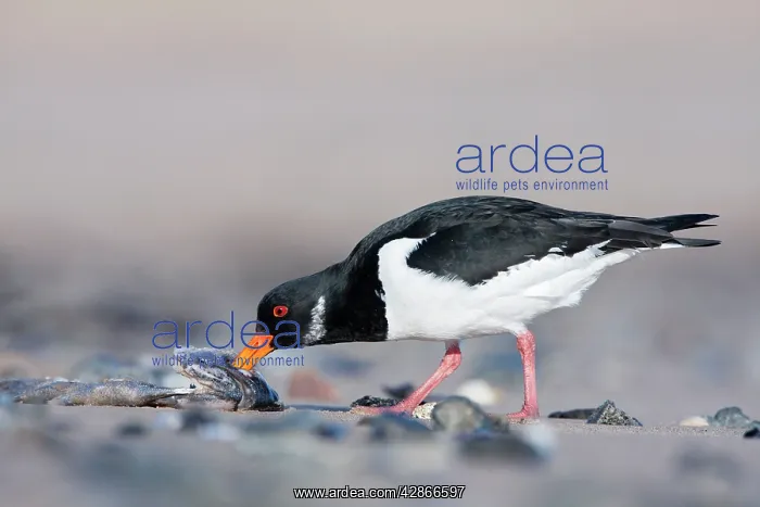 : Eurasian Oystercatcher - Scavenging on the fleshy : Eurasian Oystercatcher - Scavenging on the fleshy