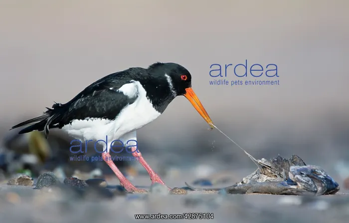 : Eurasian Oystercatcher - Scavenging on the fleshy : Eurasian Oystercatcher - Scavenging on the fleshy