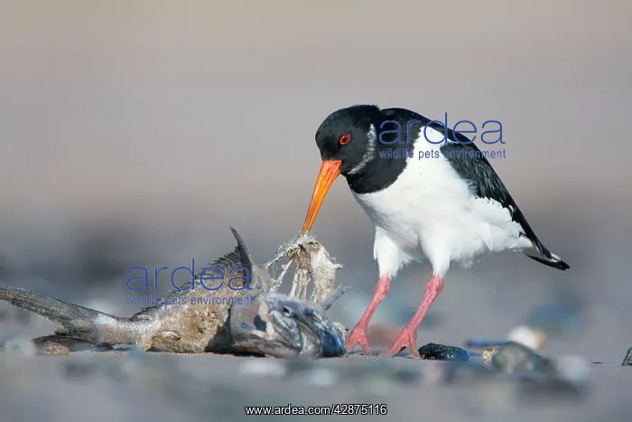 : Eurasian Oystercatcher - Scavenging on the fleshy : Eurasian Oystercatcher - Scavenging on the fleshy