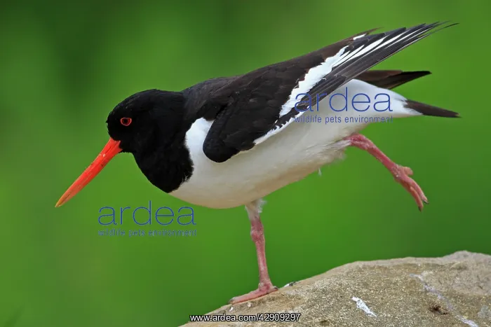 : Eurasian Oystercatcher - standing on one leg : Eurasian Oystercatcher - standing on one leg