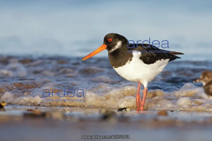 : Eurasian Oystercatcher - Standing in the surf as : Eurasian Oystercatcher - Standing in the surf as