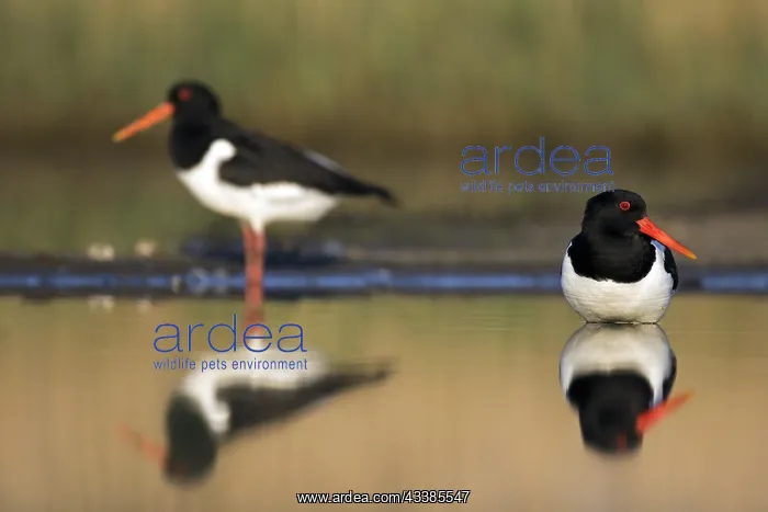 : Two Eurasian oystercatchers, common pied oystercatcher : Two Eurasian oystercatchers, common pied oystercatcher