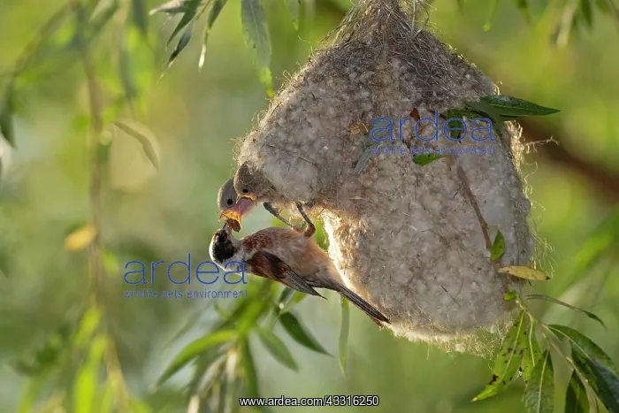 : Eurasian penduline tit (Remiz pendulinus), female : Eurasian penduline tit (Remiz pendulinus), female