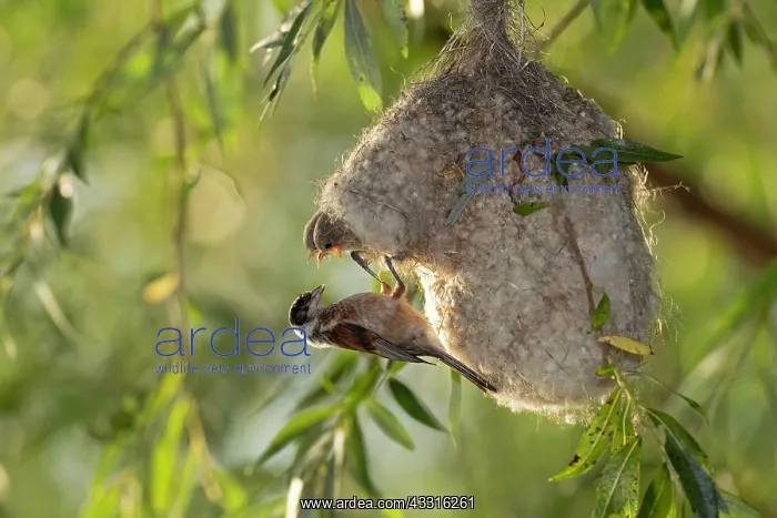 : Eurasian penduline tit (Remiz pendulinus), female : Eurasian penduline tit (Remiz pendulinus), female