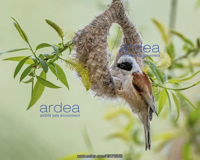 : Eurasian Penduline Tit (Remiz pendulinus) male building nest : Eurasian Penduline Tit (Remiz pendulinus) male building nest