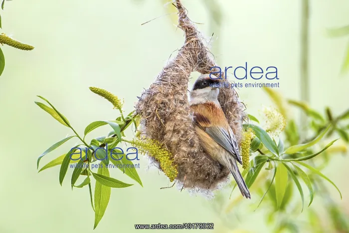 : Eurasian Penduline Tit (Remiz pendulinus) at nest : Eurasian Penduline Tit (Remiz pendulinus) at nest