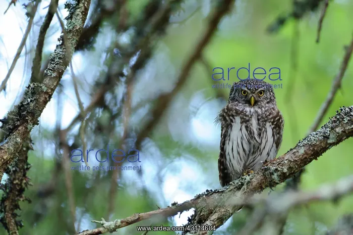 : Eurasian Pygmy Owl : Eurasian Pygmy Owl