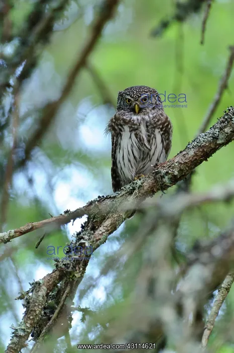 : Eurasian Pygmy Owl : Eurasian Pygmy Owl