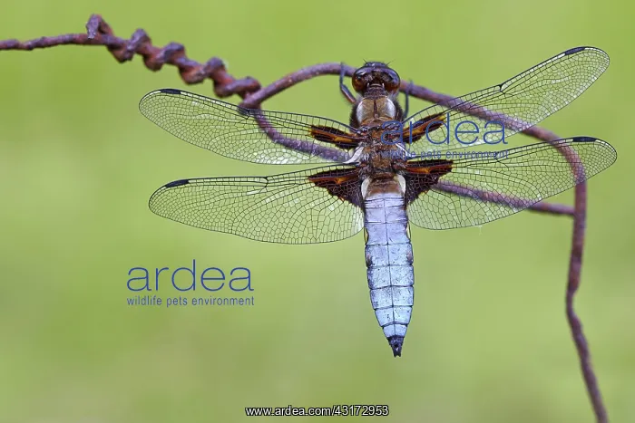 : Eurasian red dragonfly (Libellula depressa) on barbed : Eurasian red dragonfly (Libellula depressa) on barbed