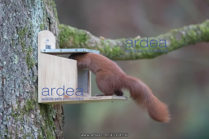 : Eurasian Red Squirrel - adult squirrel at a feeder : Eurasian Red Squirrel - adult squirrel at a feeder