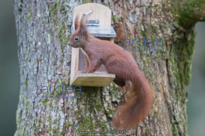 : Eurasian Red Squirrel - adult squirrel at a feeder : Eurasian Red Squirrel - adult squirrel at a feeder