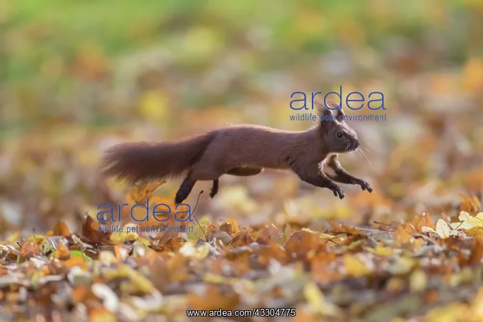 : Eurasian Red Squirrel - adult squirrel leaping - : Eurasian Red Squirrel - adult squirrel leaping -