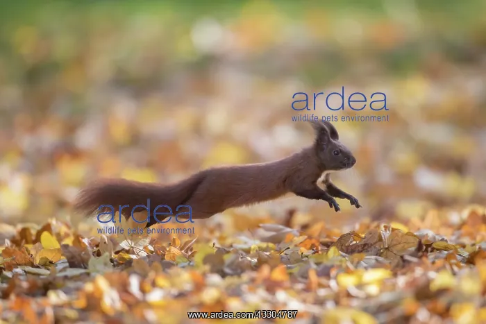 : Eurasian Red Squirrel - adult squirrel leaping - : Eurasian Red Squirrel - adult squirrel leaping -