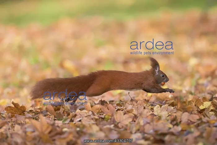 : Eurasian Red Squirrel - adult squirrel leaping - : Eurasian Red Squirrel - adult squirrel leaping -