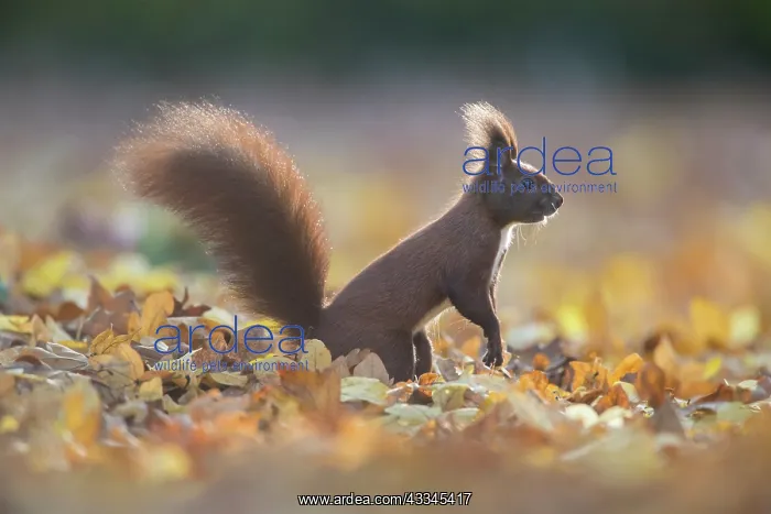 : Eurasian Red Squirrel - adult squirrel standing : Eurasian Red Squirrel - adult squirrel standing