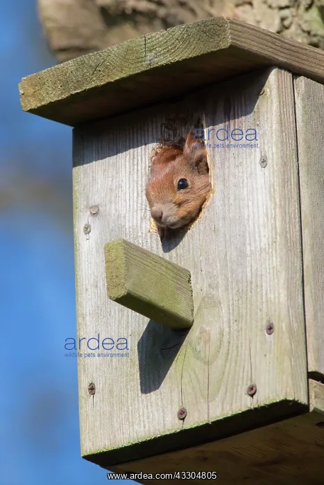 : Eurasian Red Squirrel - female looking out from : Eurasian Red Squirrel - female looking out from