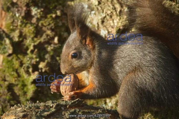 : Eurasian Red Squirrel - holding a walnut in its : Eurasian Red Squirrel - holding a walnut in its