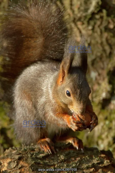 : Eurasian Red Squirrel - holding a walnut in its : Eurasian Red Squirrel - holding a walnut in its