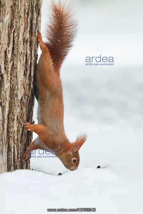 : Eurasian red squirrel (Sciurus vulgaris) in the : Eurasian red squirrel (Sciurus vulgaris) in the