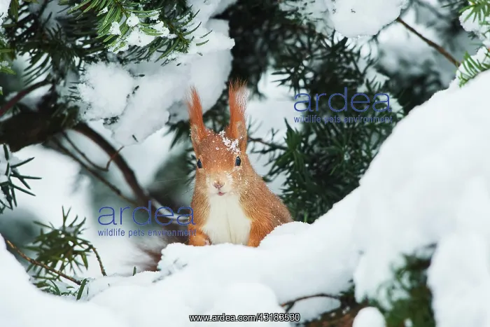: Eurasian red squirrel (Sciurus vulgaris) in the : Eurasian red squirrel (Sciurus vulgaris) in the