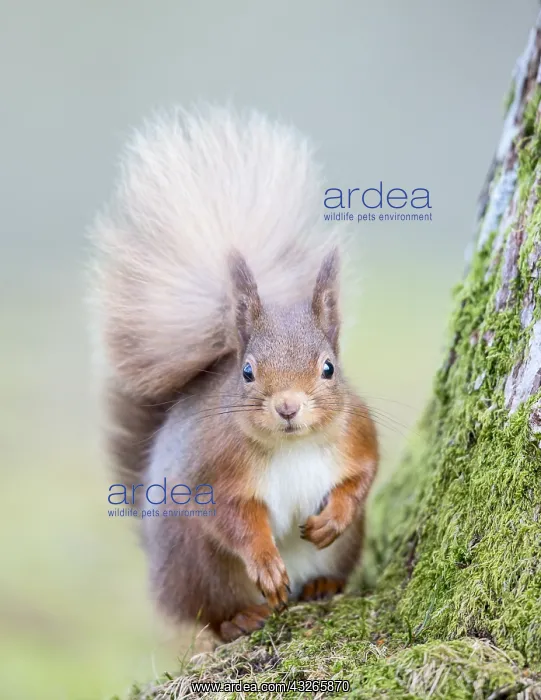 : Eurasian Red Squirrel (Sciurus vulgaris) at the : Eurasian Red Squirrel (Sciurus vulgaris) at the