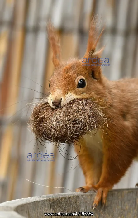 : Eurasian red squirrel (Sciurus vulgaris), collects : Eurasian red squirrel (Sciurus vulgaris), collects