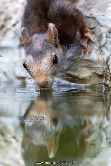 : Eurasian red Squirrel (Sciurus vulgaris) drinking : Eurasian red Squirrel (Sciurus vulgaris) drinking