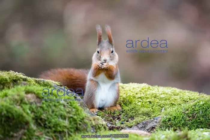 : Eurasian Red Squirrel (Sciurus vulgaris) feeding : Eurasian Red Squirrel (Sciurus vulgaris) feeding