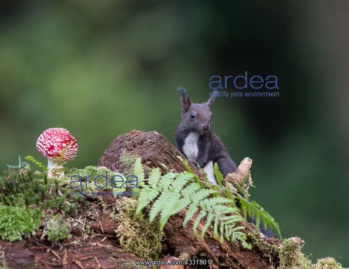 : Eurasian Red Squirrel (Sciurus vulgaris) and Fly : Eurasian Red Squirrel (Sciurus vulgaris) and Fly