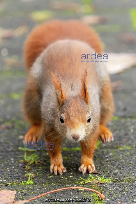 : Eurasian red squirrel (Sciurus vulgaris) jumping : Eurasian red squirrel (Sciurus vulgaris) jumping