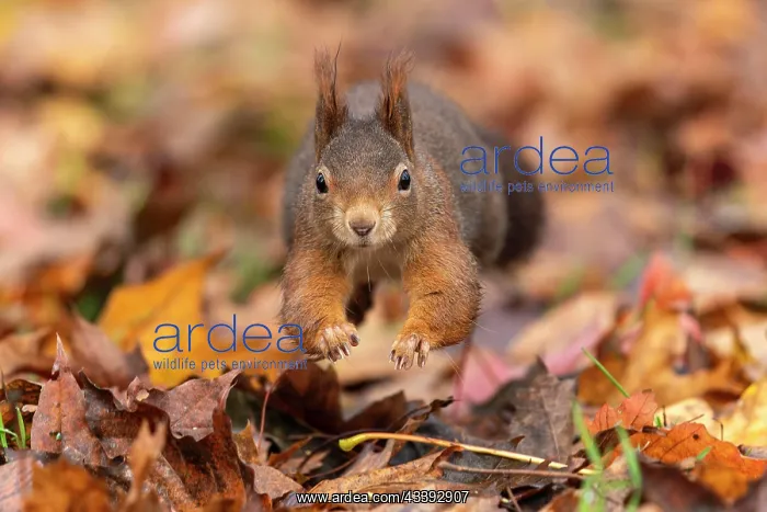 : Eurasian red squirrel (Sciurus vulgaris) jumping : Eurasian red squirrel (Sciurus vulgaris) jumping