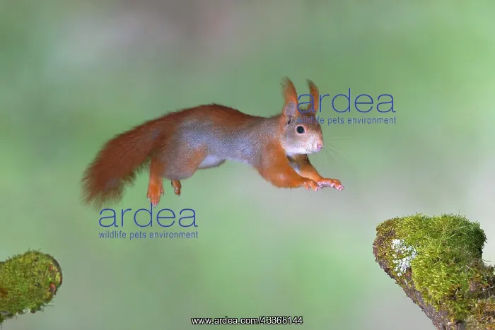 : Eurasian red squirrel (Sciurus vulgaris) jumps from : Eurasian red squirrel (Sciurus vulgaris) jumps from