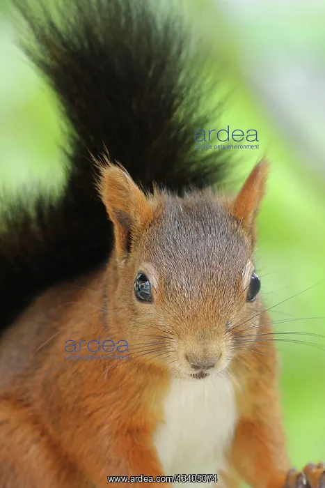 : Eurasian red squirrel (Sciurus vulgaris), looking : Eurasian red squirrel (Sciurus vulgaris), looking