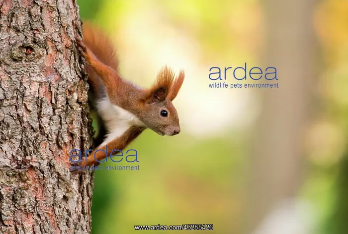 : Eurasian red squirrel (Sciurus vulgaris) looks out : Eurasian red squirrel (Sciurus vulgaris) looks out