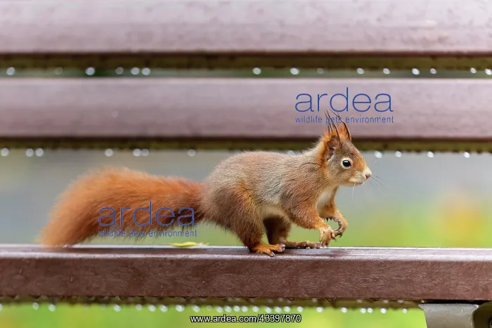 : Eurasian red squirrel (Sciurus vulgaris) on a park : Eurasian red squirrel (Sciurus vulgaris) on a park