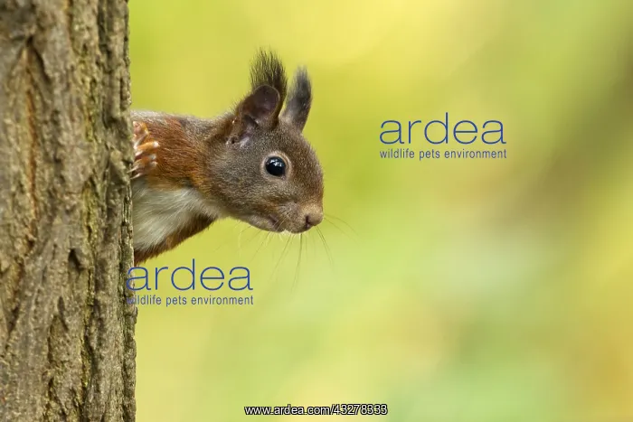 : Eurasian Red Squirrel (Sciurus vulgaris) peekin : Eurasian Red Squirrel (Sciurus vulgaris) peekin