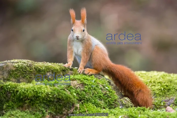  : Eurasian Red Squirrel (Sciurus vulgaris) resting