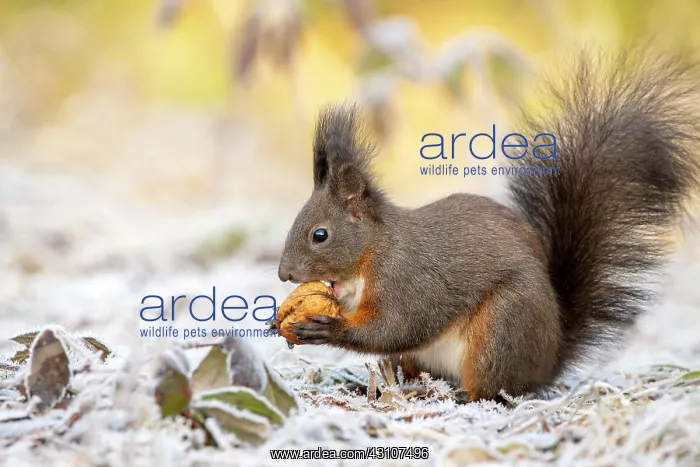: Eurasian red squirrel (Sciurus vulgaris), sits on : Eurasian red squirrel (Sciurus vulgaris), sits on