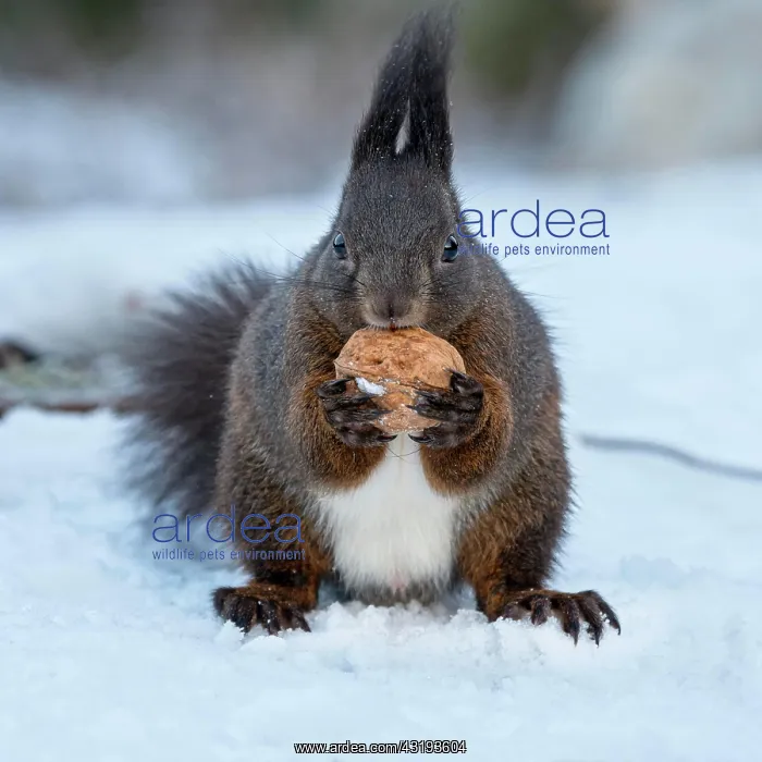 : Eurasian red squirrel (Sciurus vulgaris) sits in : Eurasian red squirrel (Sciurus vulgaris) sits in