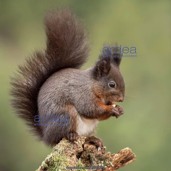 : Eurasian red squirrel (Sciurus vulgaris) sits on : Eurasian red squirrel (Sciurus vulgaris) sits on