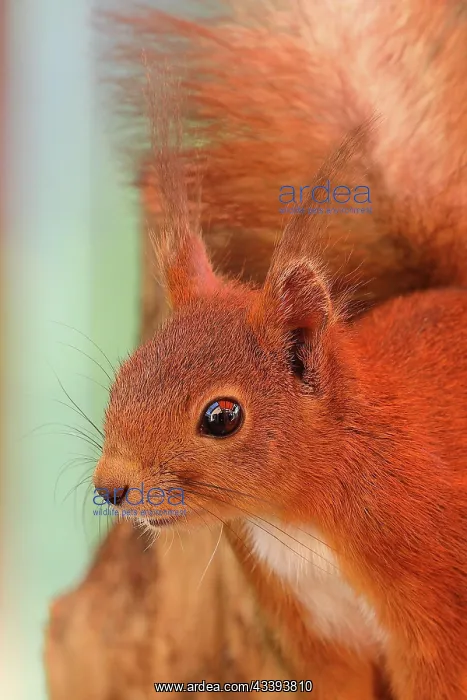 : Eurasian red squirrel (Sciurus vulgaris), sittin : Eurasian red squirrel (Sciurus vulgaris), sittin