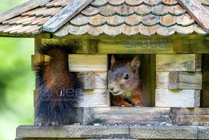 : Eurasian red squirrel (Sciurus vulgaris), sitting : Eurasian red squirrel (Sciurus vulgaris), sitting