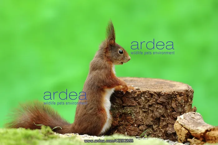 : Eurasian red squirrel (Sciurus vulgaris ) is standing : Eurasian red squirrel (Sciurus vulgaris ) is standing