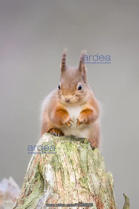 : Eurasian Red Squirrel (Sciurus vulgaris) on a t : Eurasian Red Squirrel (Sciurus vulgaris) on a t