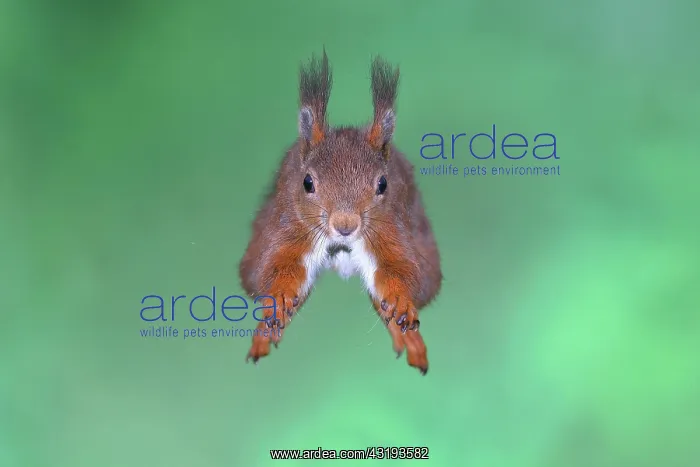 : Eurasian red squirrel (Sciurus vulgaris), in vault : Eurasian red squirrel (Sciurus vulgaris), in vault