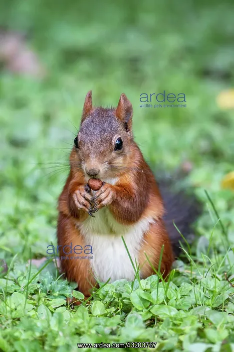 : Eurasian red squirrel (Sciurus vulgaris), Volcanic : Eurasian red squirrel (Sciurus vulgaris), Volcanic