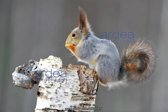 : Eurasian red squirrel (Sciurus vulgaris ), winter : Eurasian red squirrel (Sciurus vulgaris ), winter