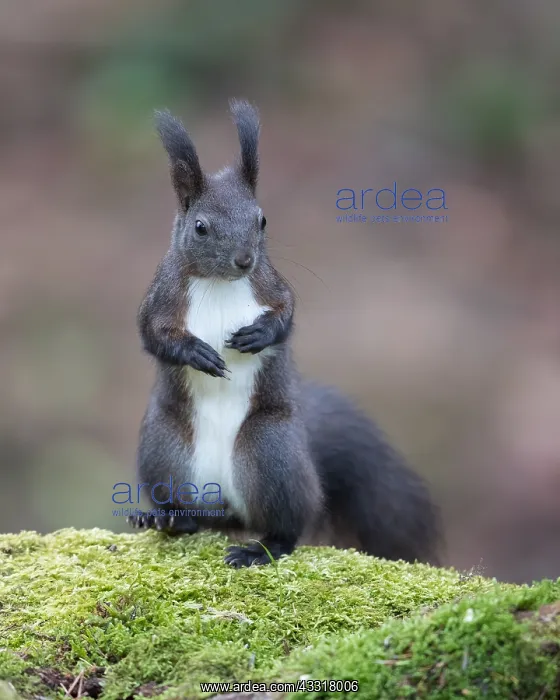 : Eurasian Red Squirrel (Sciurus vulgaris) in winter : Eurasian Red Squirrel (Sciurus vulgaris) in winter